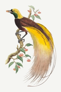 Vintage Bird of Paradise Illustration Canvas wall art print | PrintPosters.in