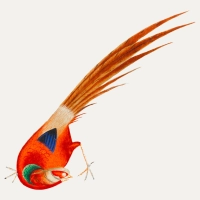 Traditional Asian Red Bird Painting Canvas wall art print | PrintPosters.in
