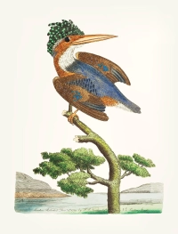 Crested Kingfisher Vintage Illustration Canvas wall art print | PrintPosters.in