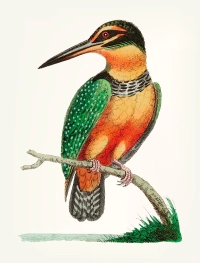 Vintage Kingfisher Hand-Drawn Canvas Print wall art print | PrintPosters.in