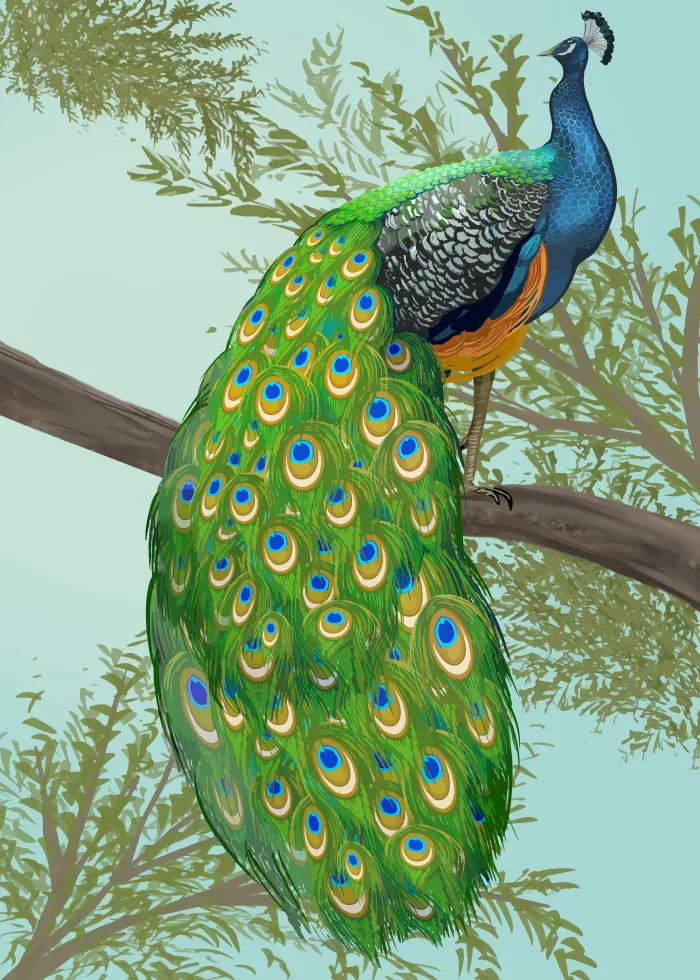 Elegant Hand-Drawn Peacock Canvas Print wall art print | PrintPosters.in