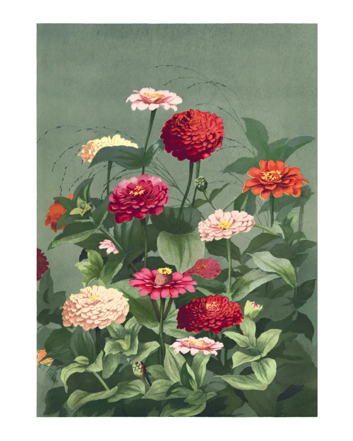 Vintage botanical illustration of colorful zinnia flowers in red, pink, and cream on a sage green background. | PrintPosters.in