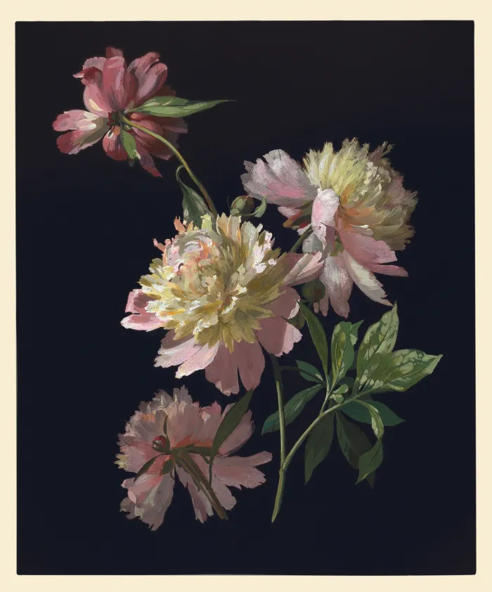 Detailed botanical illustration of blush pink peonies emerging from a pitch-black background with green leaves. | PrintPosters.in