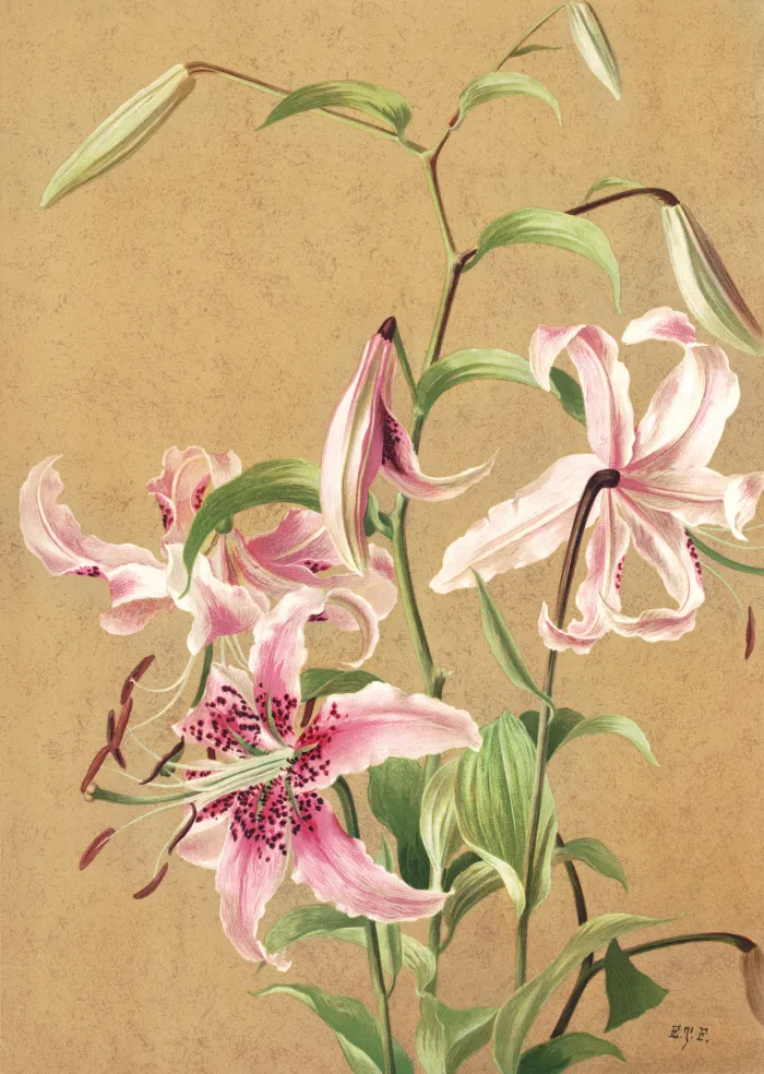 Vintage botanical illustration of pink spotted Oriental lilies on textured parchment background. | PrintPosters.in
