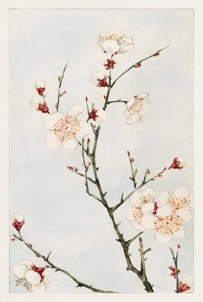 Watercolor illustration of blooming white plum blossoms with red sepals on slender green branches against a pale blue wash. | PrintPosters.in