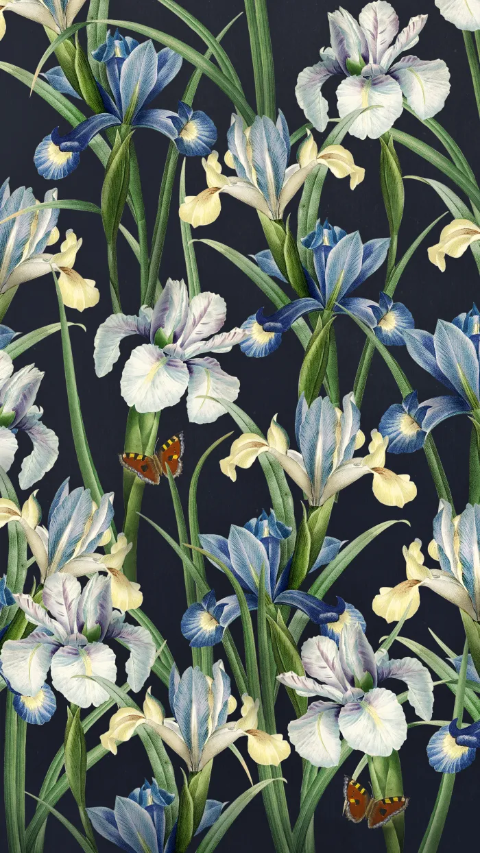 Vintage botanical illustration of blue and white iris flowers with orange butterflies on a dark navy background. | PrintPosters.in