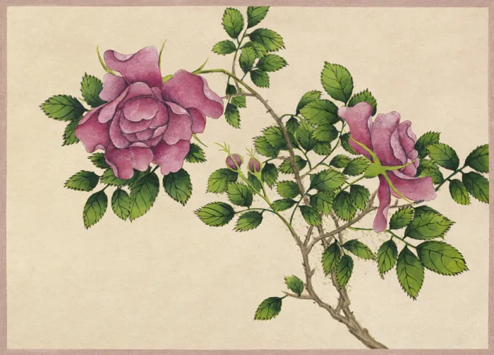 Detailed botanical illustration of pink wild roses with green leaves on warm beige parchment background. | PrintPosters.in