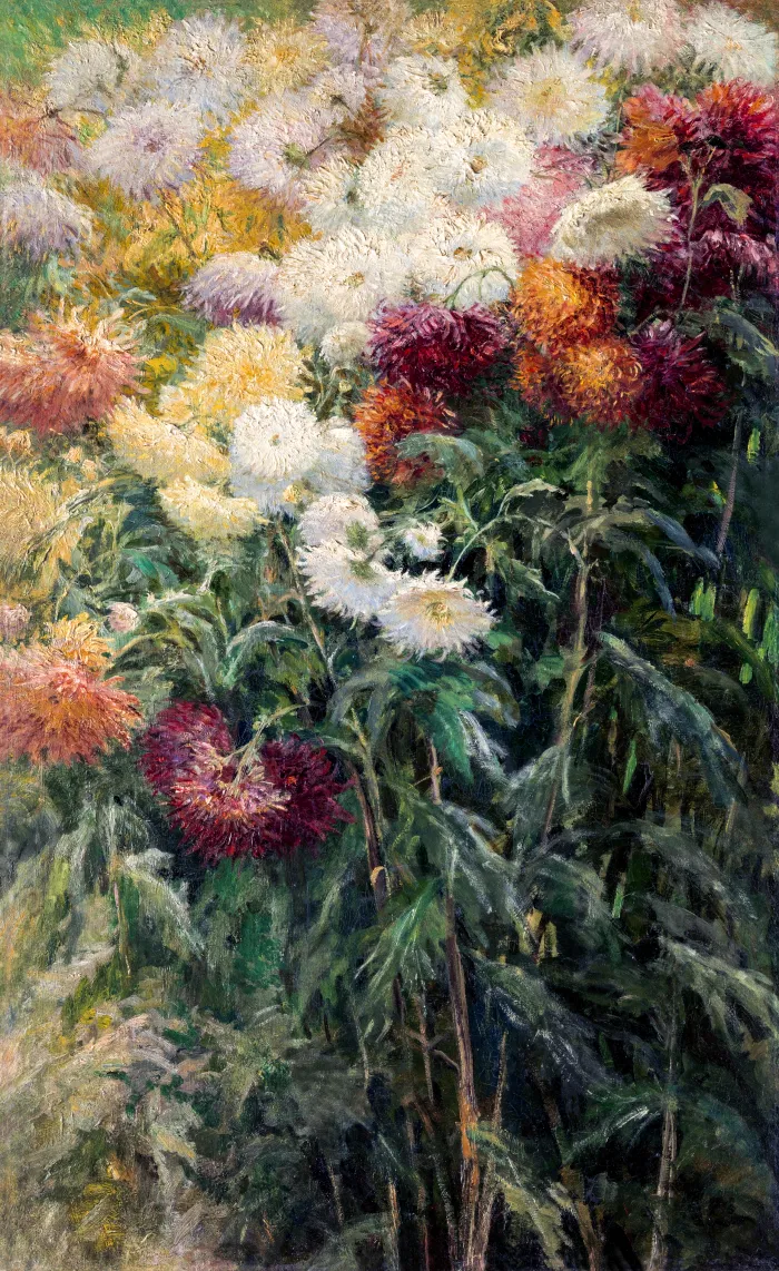 An Impressionist oil painting depicting dense white, yellow, orange, and wine-red chrysanthemums with lush dark green foliage. | PrintPosters.in