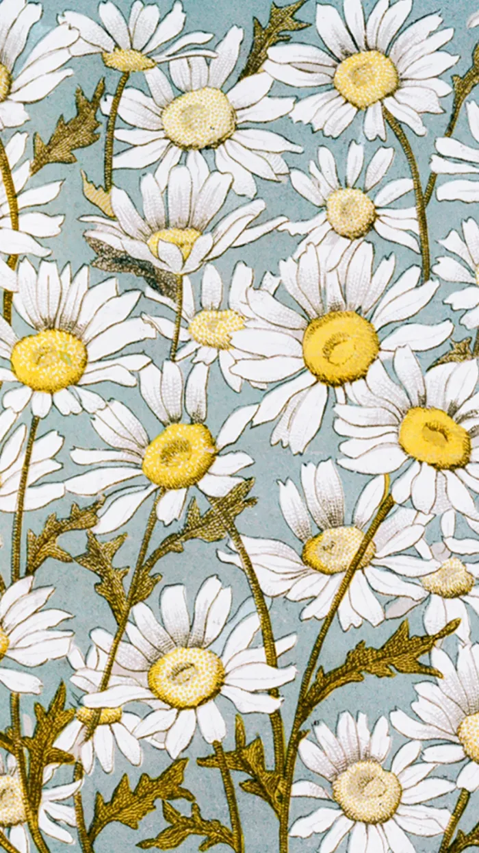 Vintage botanical illustration featuring dense white daisy flowers with yellow centers on a soft blue background. | PrintPosters.in