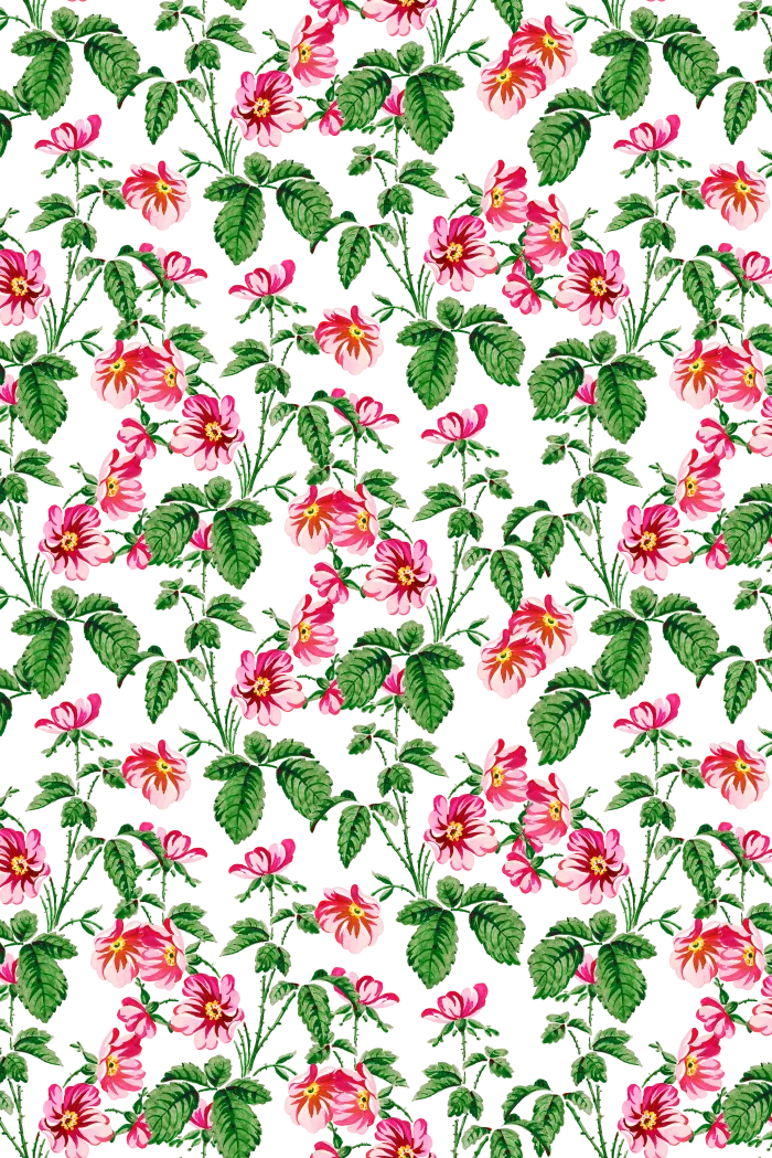 Vintage botanical pattern illustration of vibrant pink roses with green leaves on a rich black background. | PrintPosters.in