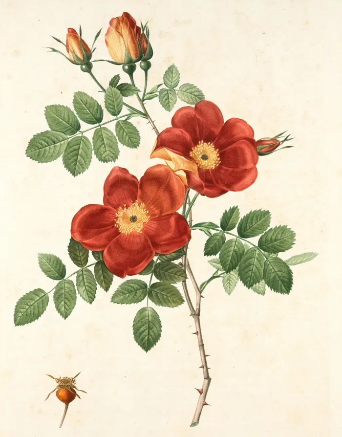 Vintage botanical illustration of red wild roses with green leaves, thorns, buds, and a small rosehip. | PrintPosters.in