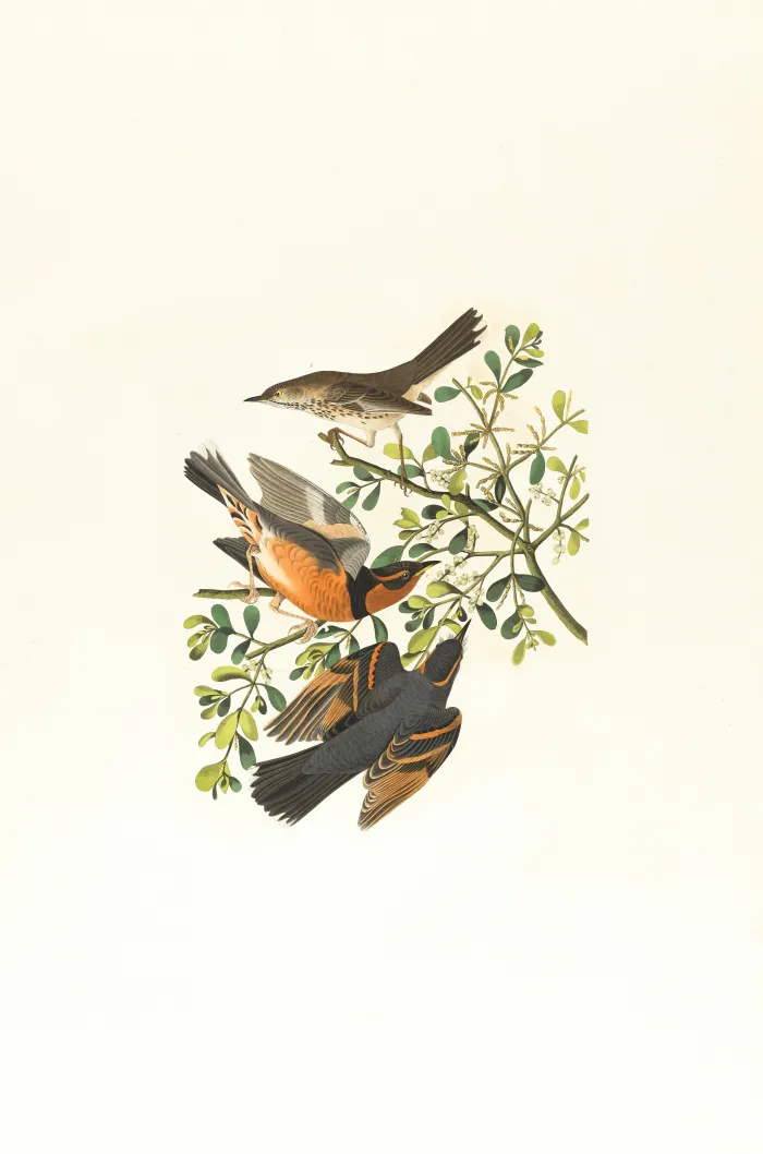 Vintage Audubon style illustration of three varied thrush birds perched on a green mistletoe branch. | PrintPosters.in