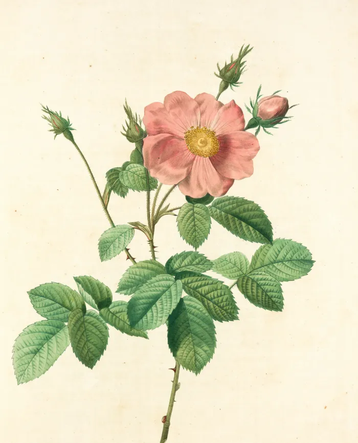 Vintage botanical illustration of a open pink wild rose flower with buds, detailed green leaves, and sharp thorns on cream background. | PrintPosters.in