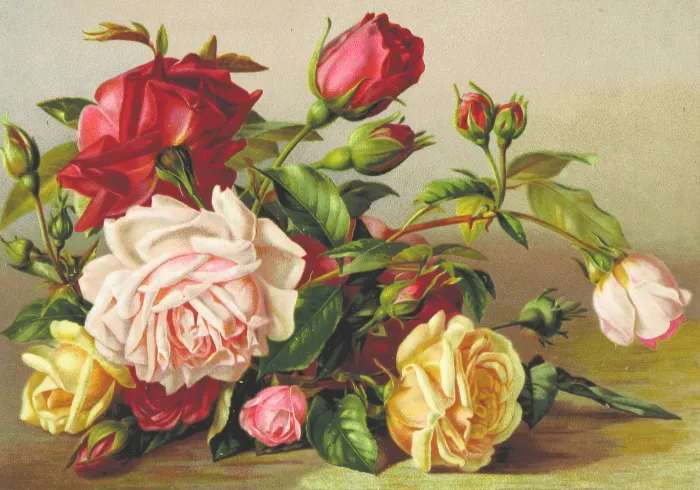 Vintage botanical illustration featuring a cluster of red, pink, and yellow roses with green leaves. | PrintPosters.in