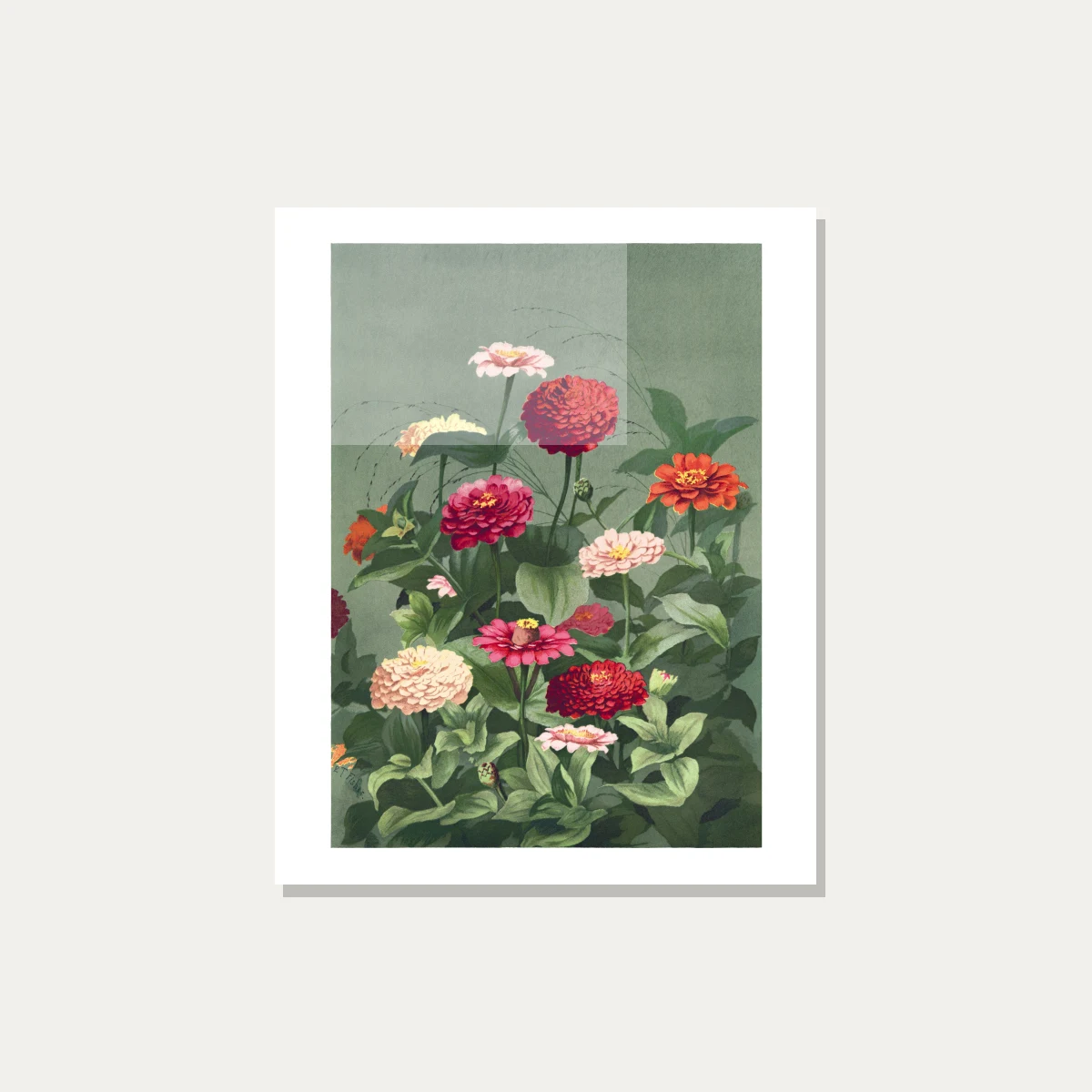 Vintage botanical illustration of colorful zinnia flowers in red, pink, and cream on a sage green background. — acrylic preview | PrintPosters.in