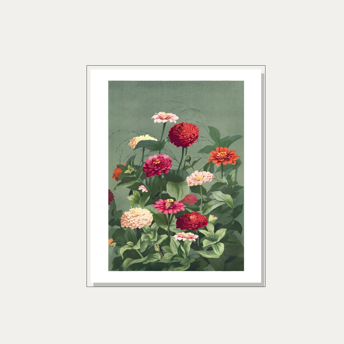 Vintage botanical illustration of colorful zinnia flowers in red, pink, and cream on a sage green background. — floater frame preview | PrintPosters.in