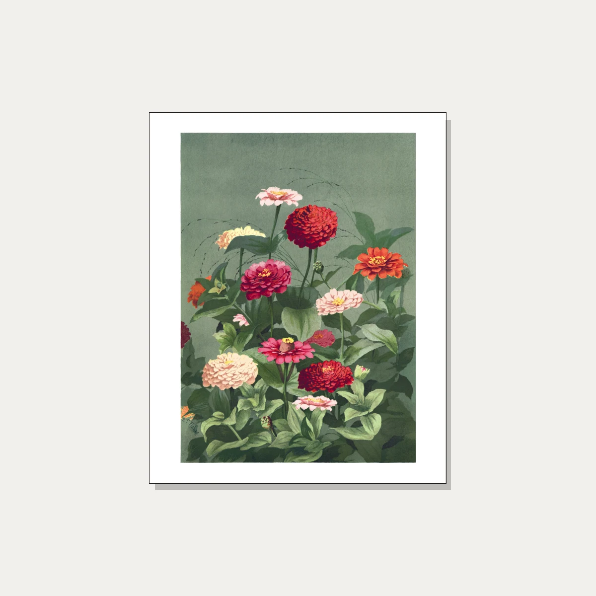 Vintage botanical illustration of colorful zinnia flowers in red, pink, and cream on a sage green background. | PrintPosters.in