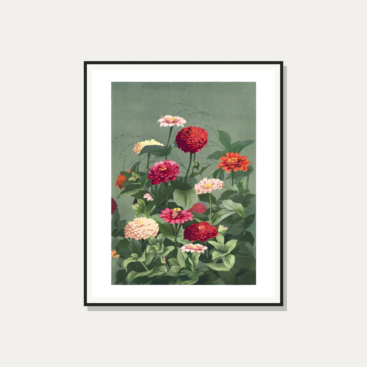Vintage botanical illustration of colorful zinnia flowers in red, pink, and cream on a sage green background. — photo frame preview | PrintPosters.in