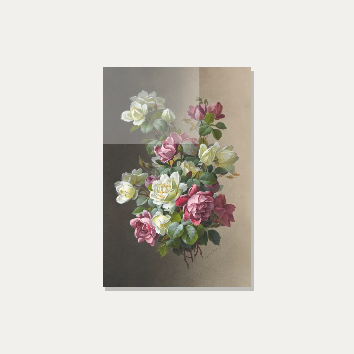 Classical botanical illustration of pink and creamy white roses blooming with rich green leaves on a warm dual-tone background. — acrylic preview | PrintPosters.in
