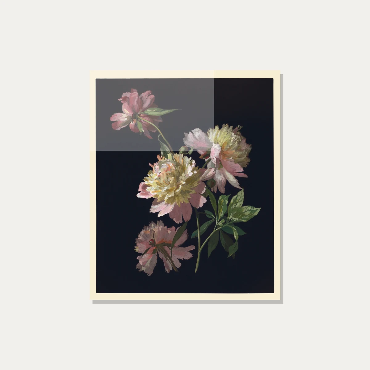 Detailed botanical illustration of blush pink peonies emerging from a pitch-black background with green leaves. — acrylic preview | PrintPosters.in