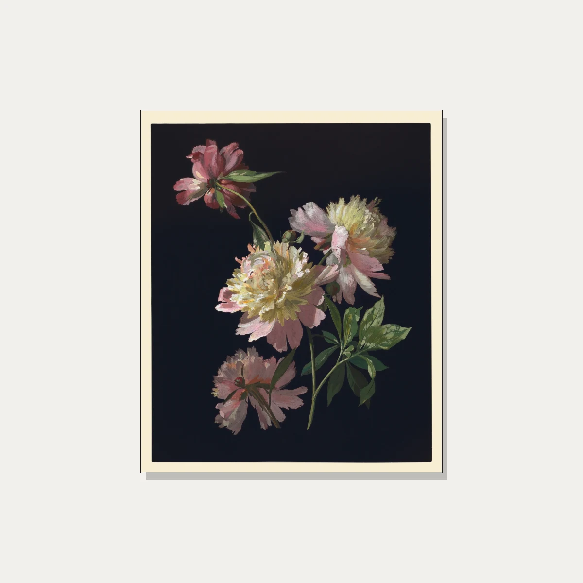 Detailed botanical illustration of blush pink peonies emerging from a pitch-black background with green leaves. | PrintPosters.in