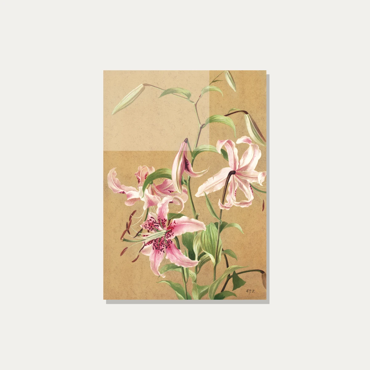 Vintage botanical illustration of pink spotted Oriental lilies on textured parchment background. — acrylic preview | PrintPosters.in