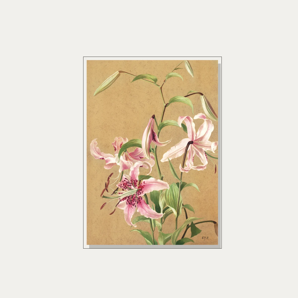 Vintage botanical illustration of pink spotted Oriental lilies on textured parchment background. — floater frame preview | PrintPosters.in