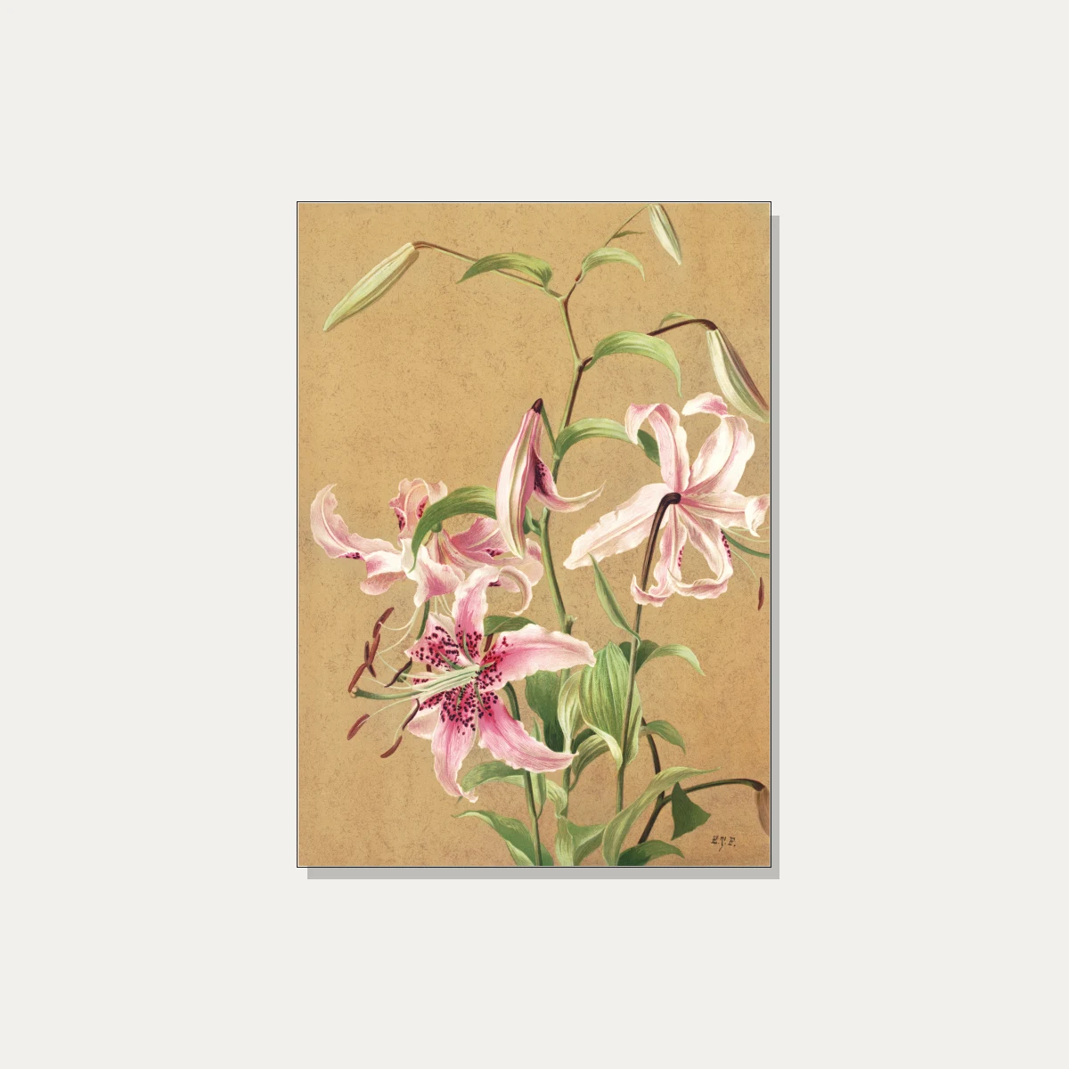 Vintage botanical illustration of pink spotted Oriental lilies on textured parchment background. | PrintPosters.in