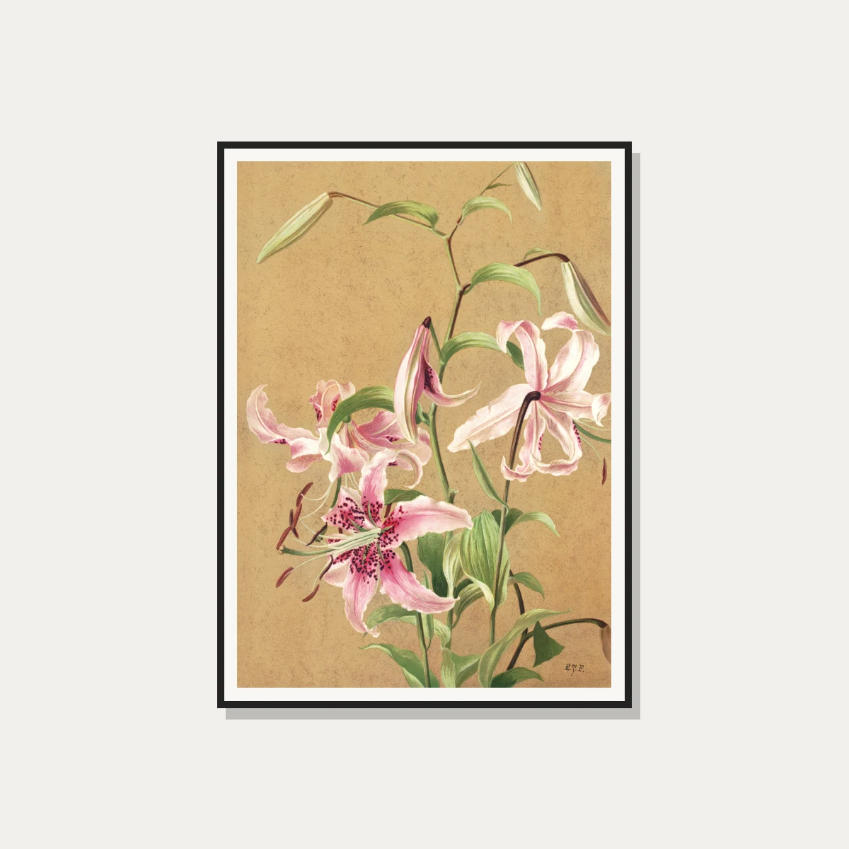 Vintage botanical illustration of pink spotted Oriental lilies on textured parchment background. — photo frame preview | PrintPosters.in