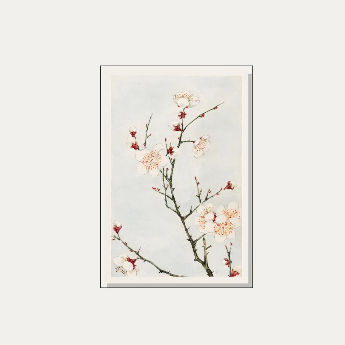 Watercolor illustration of blooming white plum blossoms with red sepals on slender green branches against a pale blue wash. — floater frame preview | PrintPosters.in