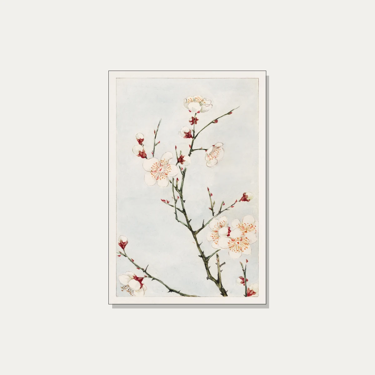 Watercolor illustration of blooming white plum blossoms with red sepals on slender green branches against a pale blue wash. | PrintPosters.in