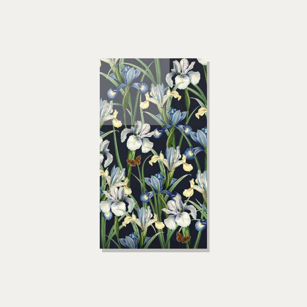 Vintage botanical illustration of blue and white iris flowers with orange butterflies on a dark navy background. — acrylic preview | PrintPosters.in