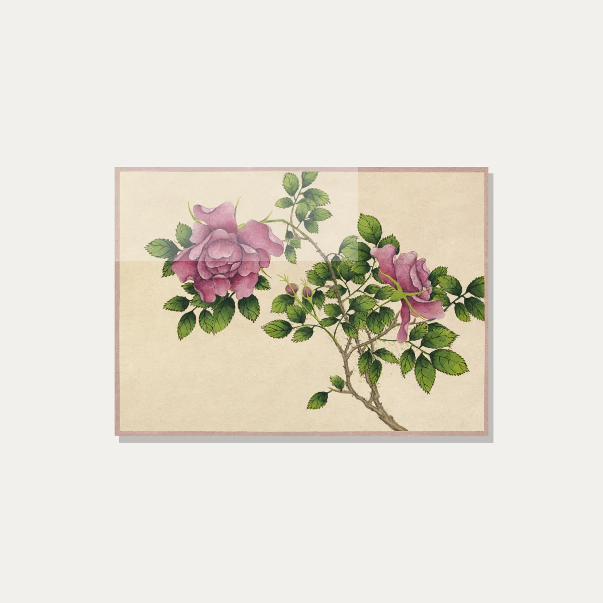 Detailed botanical illustration of pink wild roses with green leaves on warm beige parchment background. — acrylic preview | PrintPosters.in