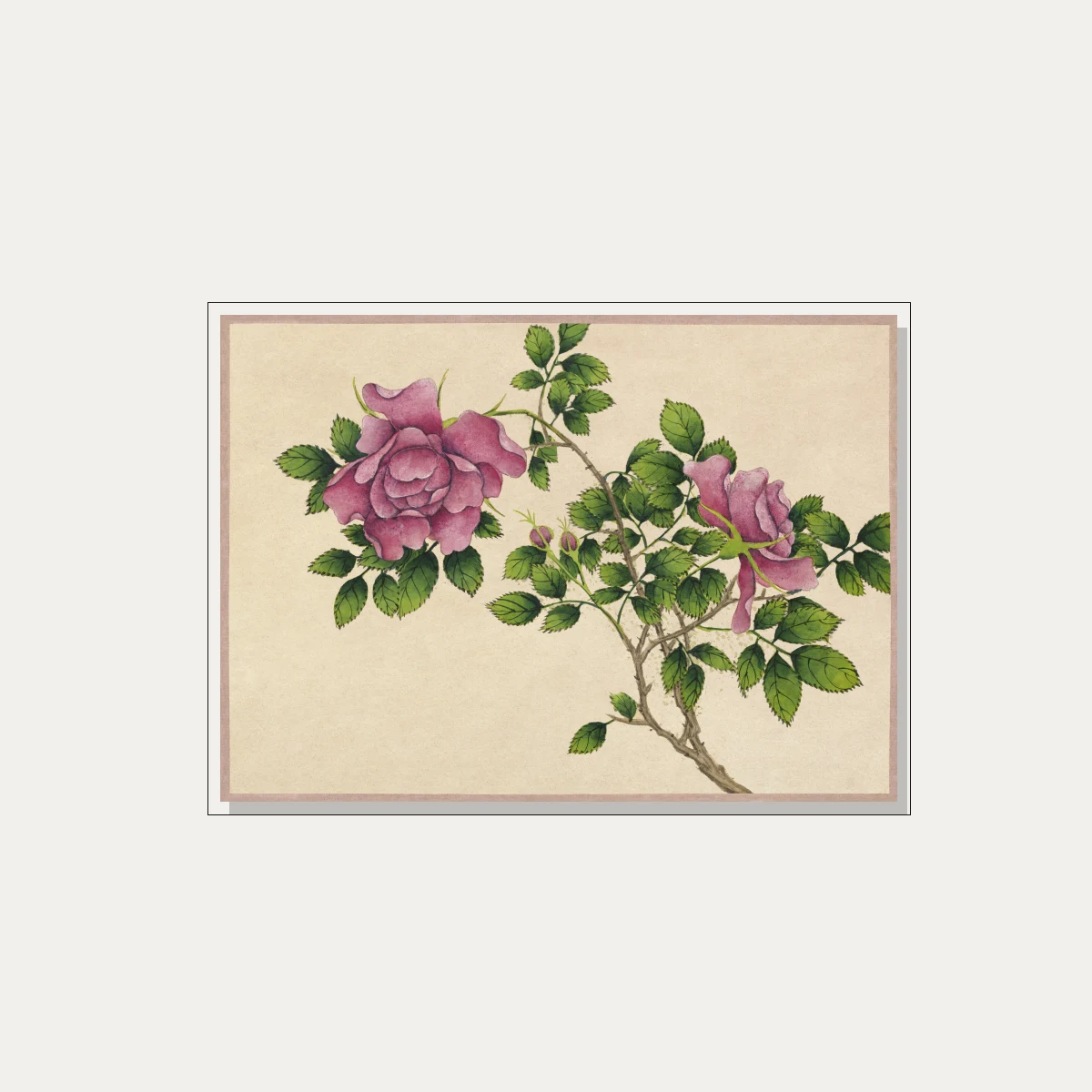 Detailed botanical illustration of pink wild roses with green leaves on warm beige parchment background. — floater frame preview | PrintPosters.in