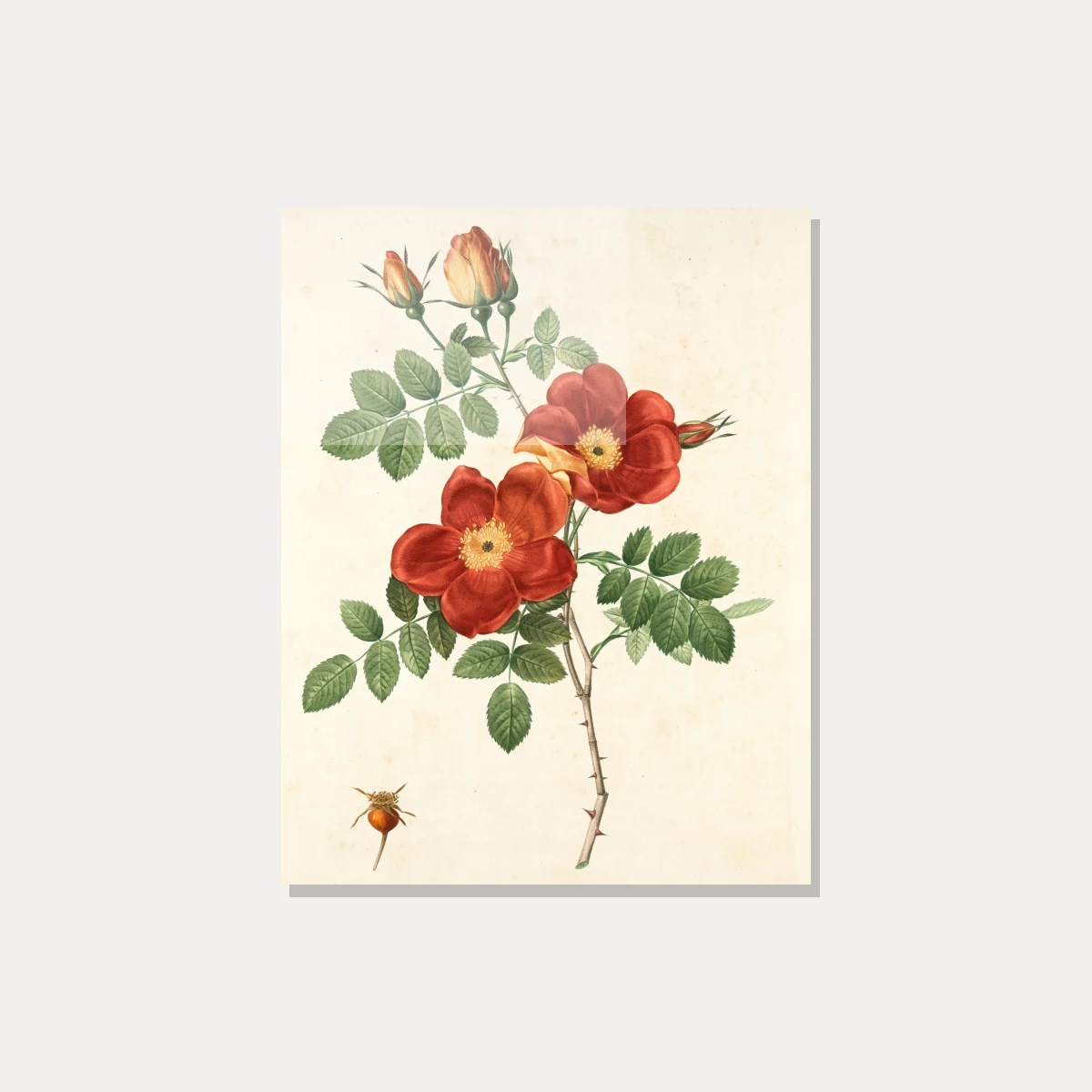Vintage botanical illustration of red wild roses with green leaves, thorns, buds, and a small rosehip. — acrylic preview | PrintPosters.in