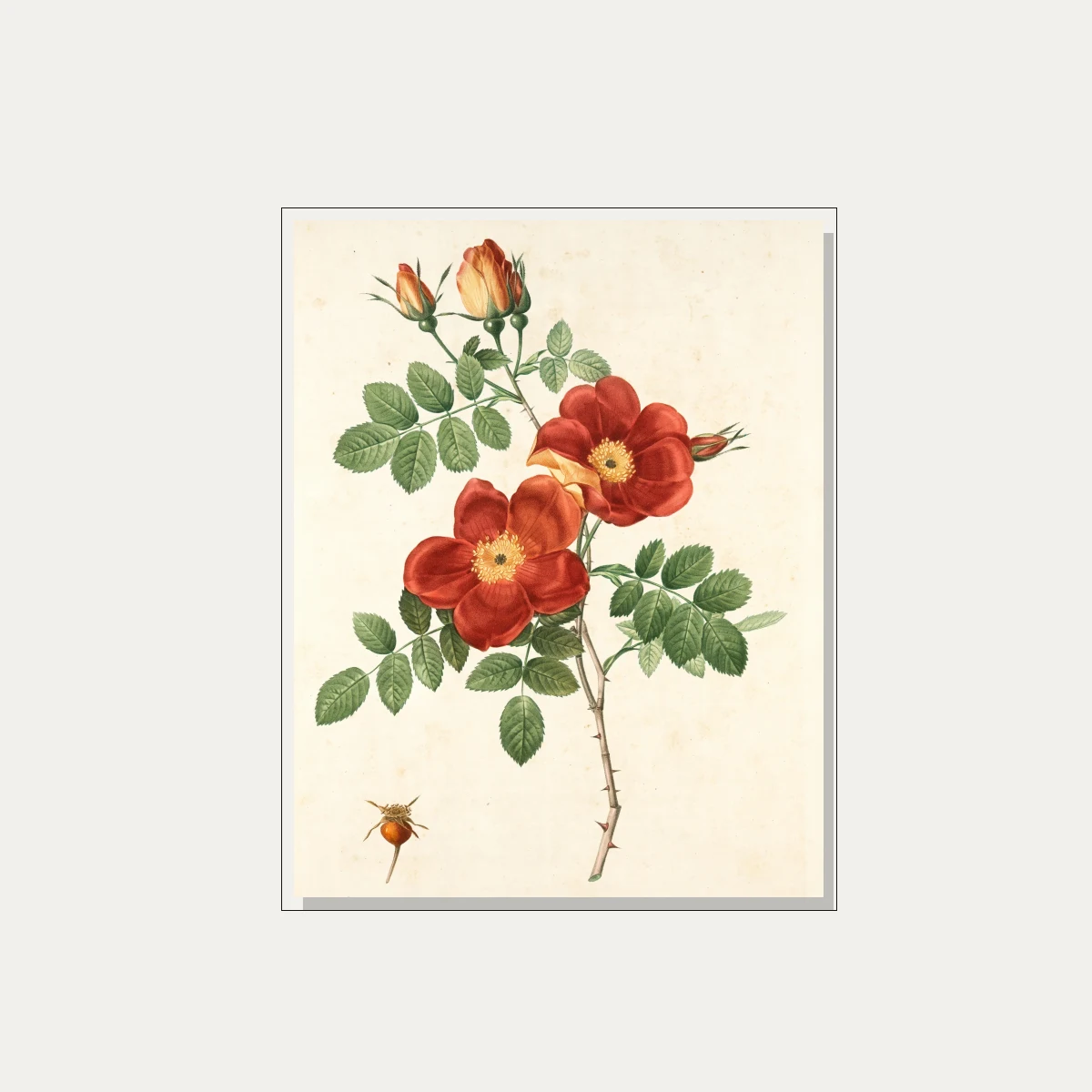 Vintage botanical illustration of red wild roses with green leaves, thorns, buds, and a small rosehip. — floater frame preview | PrintPosters.in