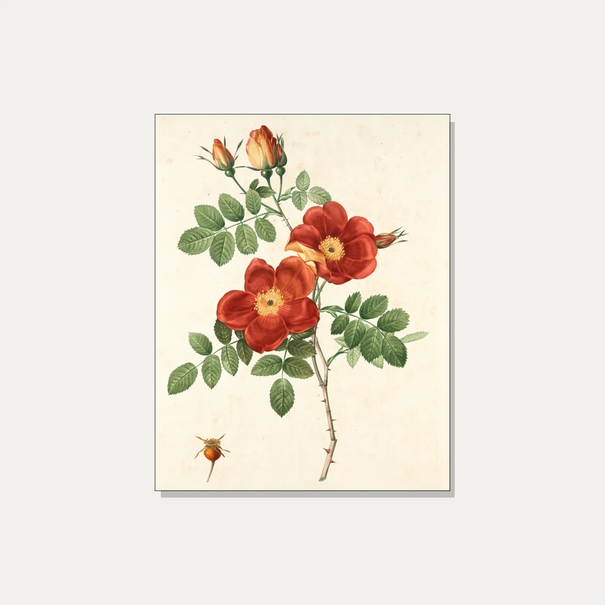 Vintage botanical illustration of red wild roses with green leaves, thorns, buds, and a small rosehip. | PrintPosters.in