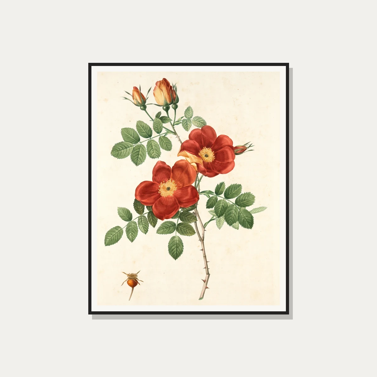 Vintage botanical illustration of red wild roses with green leaves, thorns, buds, and a small rosehip. — photo frame preview | PrintPosters.in