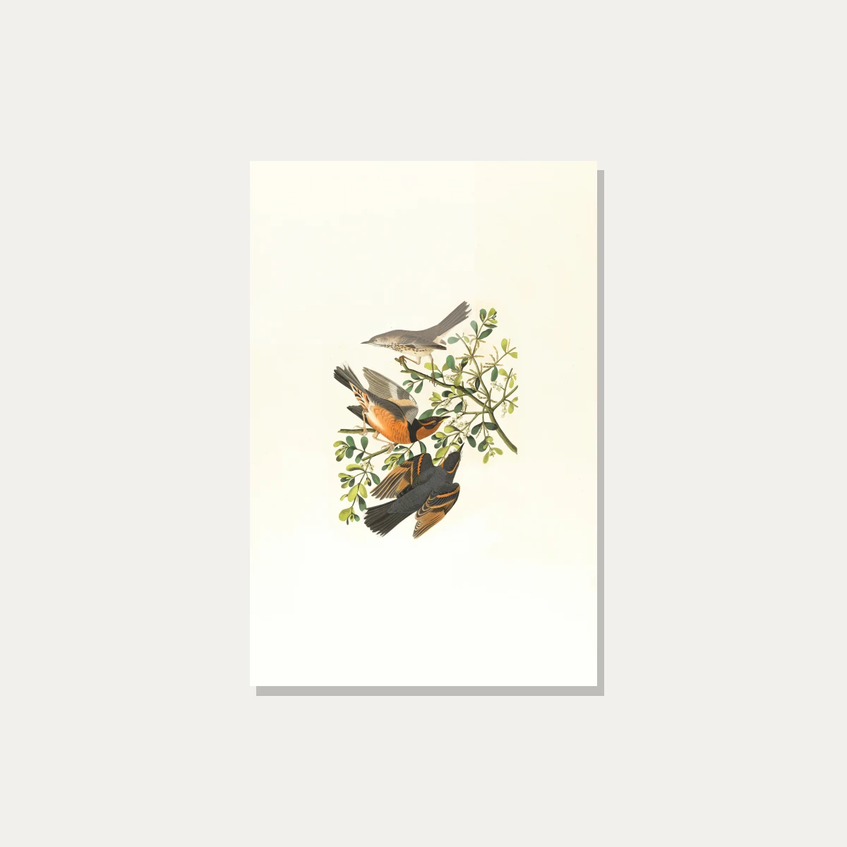 Vintage Audubon style illustration of three varied thrush birds perched on a green mistletoe branch. — acrylic preview | PrintPosters.in