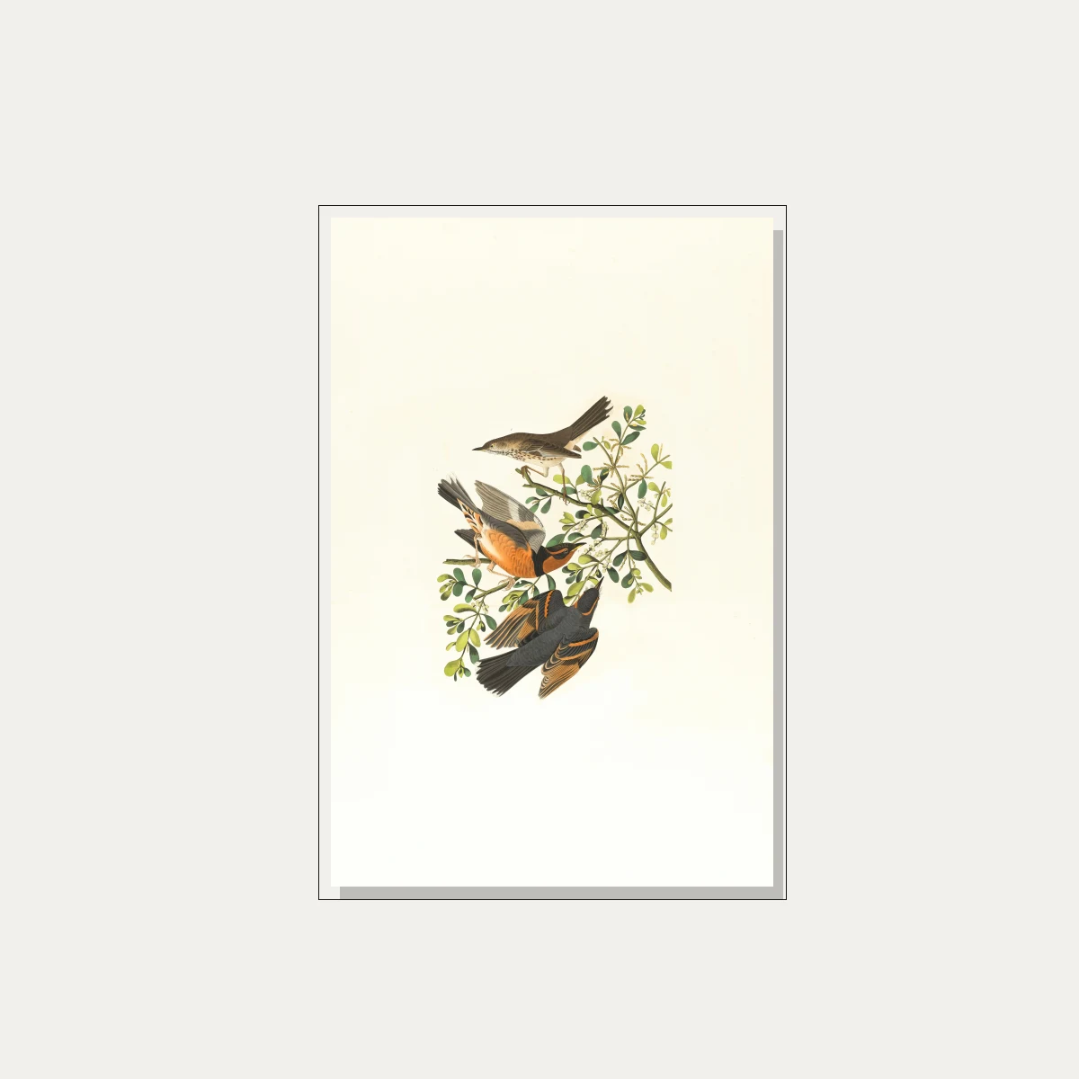 Vintage Audubon style illustration of three varied thrush birds perched on a green mistletoe branch. — floater frame preview | PrintPosters.in