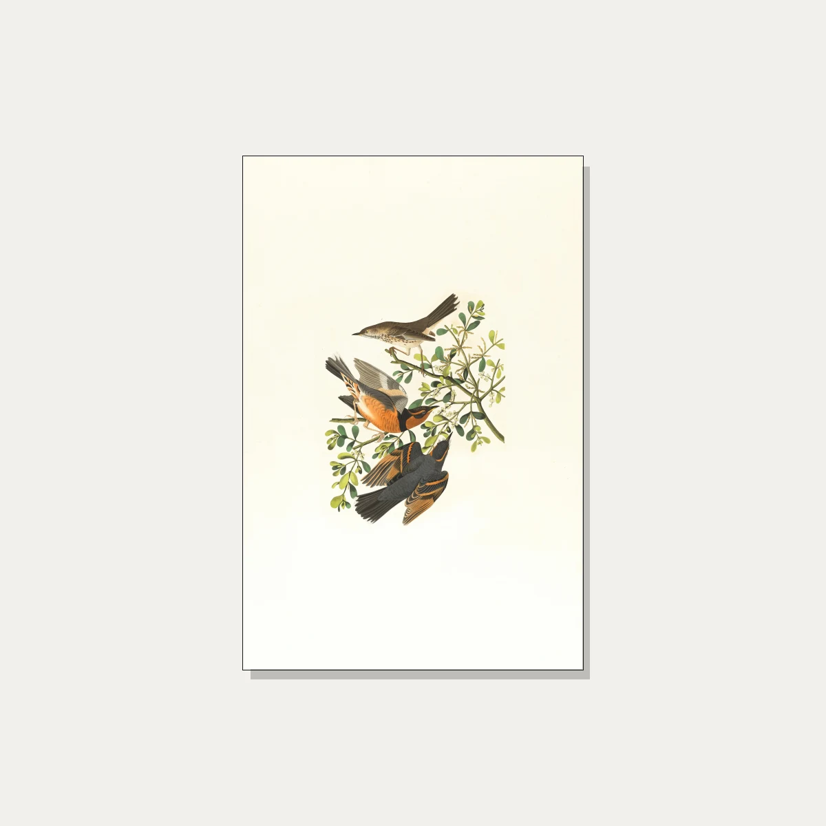 Vintage Audubon style illustration of three varied thrush birds perched on a green mistletoe branch. | PrintPosters.in