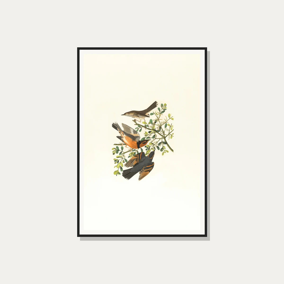 Vintage Audubon style illustration of three varied thrush birds perched on a green mistletoe branch. — photo frame preview | PrintPosters.in