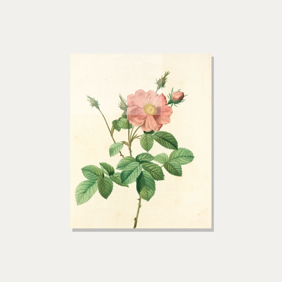 Vintage botanical illustration of a open pink wild rose flower with buds, detailed green leaves, and sharp thorns on cream background. — acrylic preview | PrintPosters.in