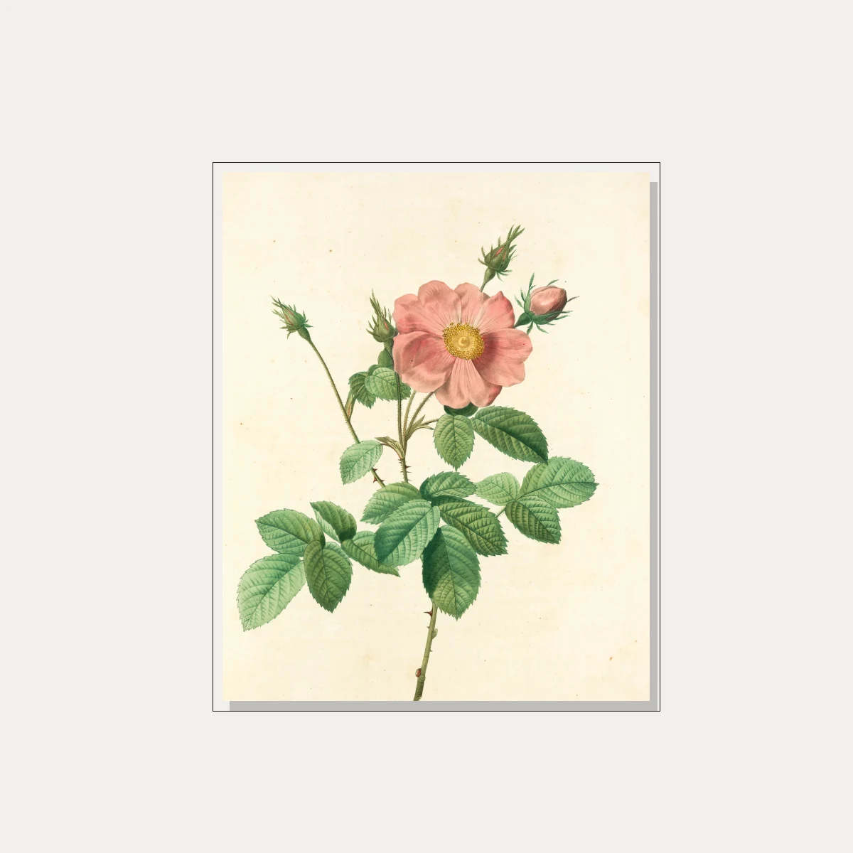 Vintage botanical illustration of a open pink wild rose flower with buds, detailed green leaves, and sharp thorns on cream background. — floater frame preview | PrintPosters.in