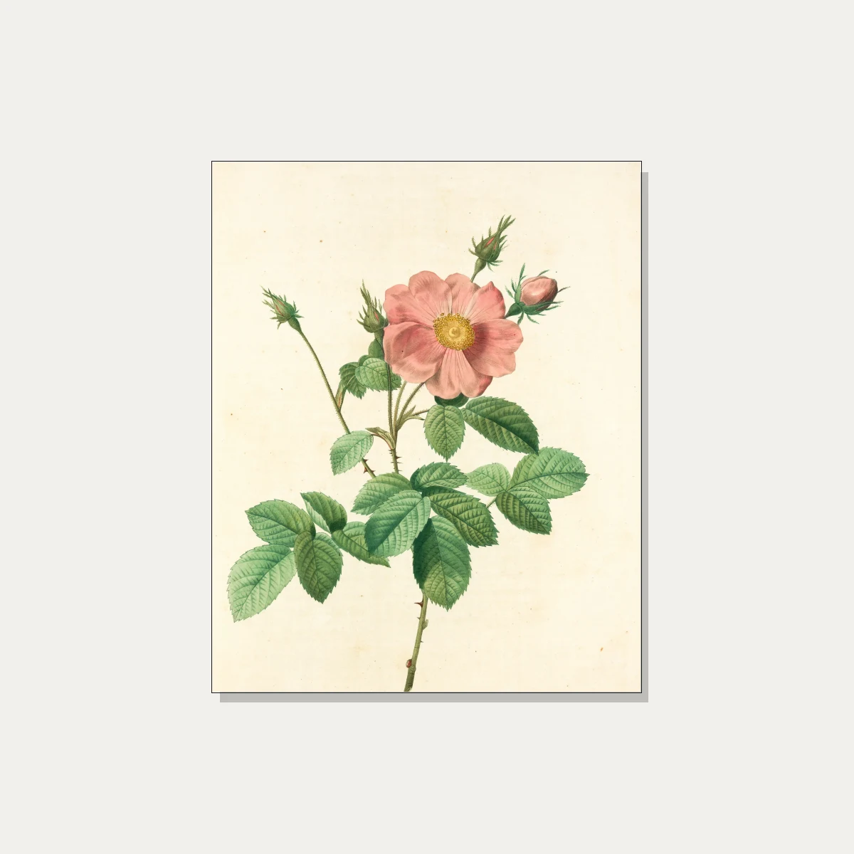 Vintage botanical illustration of a open pink wild rose flower with buds, detailed green leaves, and sharp thorns on cream background. | PrintPosters.in