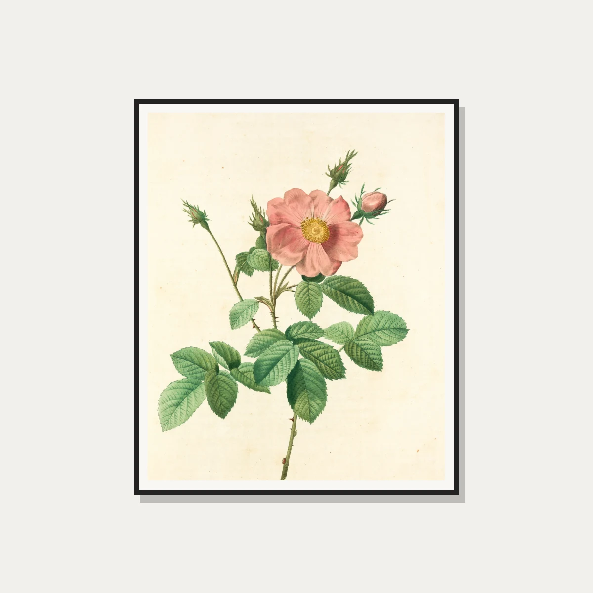 Vintage botanical illustration of a open pink wild rose flower with buds, detailed green leaves, and sharp thorns on cream background. — photo frame preview | PrintPosters.in