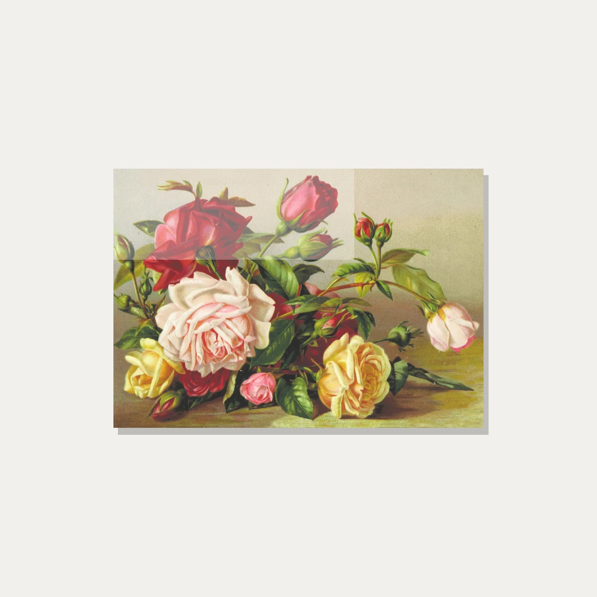 Vintage botanical illustration featuring a cluster of red, pink, and yellow roses with green leaves. — acrylic preview | PrintPosters.in