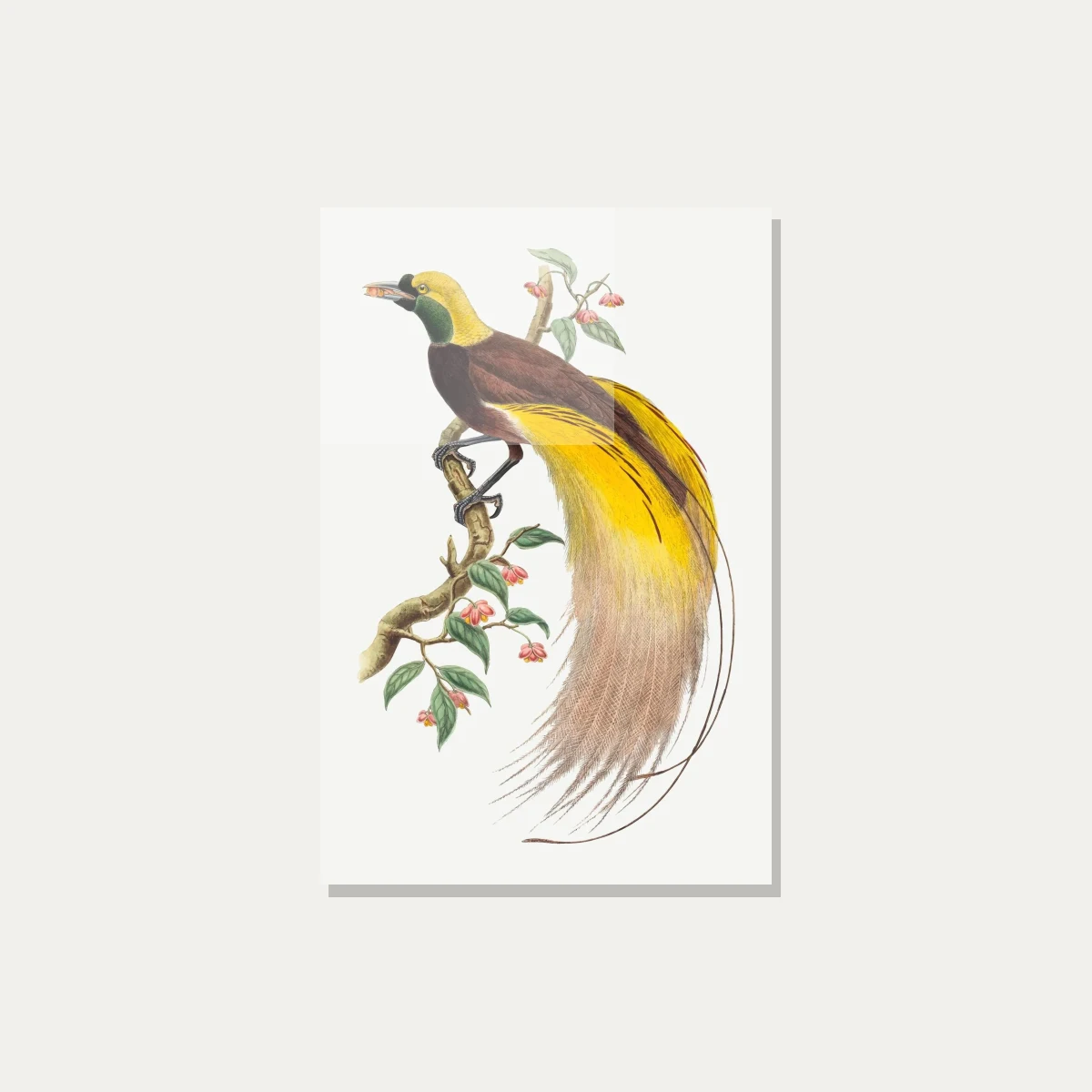 Vintage Bird of Paradise Illustration Canvas wall art print — acrylic preview | PrintPosters.in