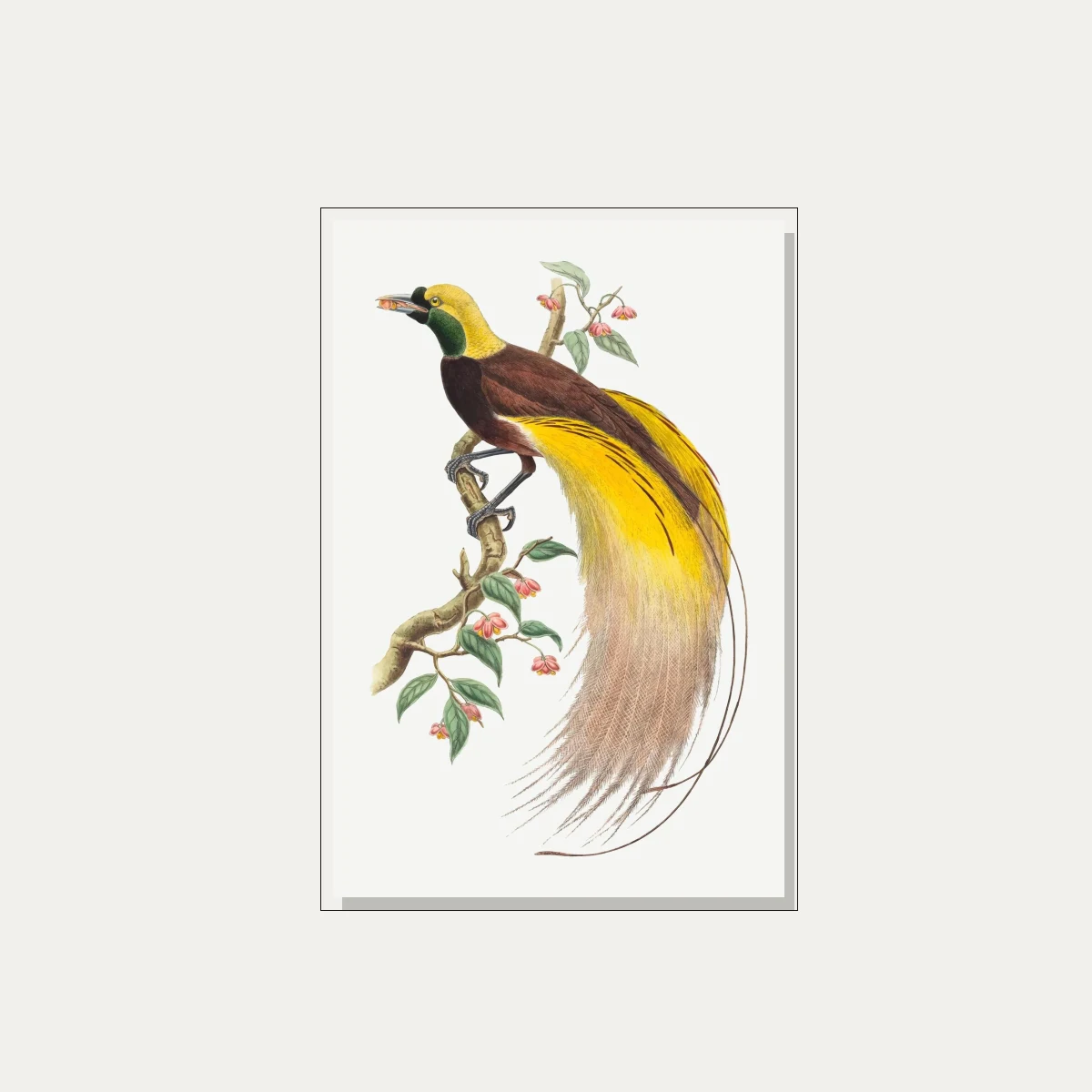 Vintage Bird of Paradise Illustration Canvas wall art print — floater frame preview | PrintPosters.in
