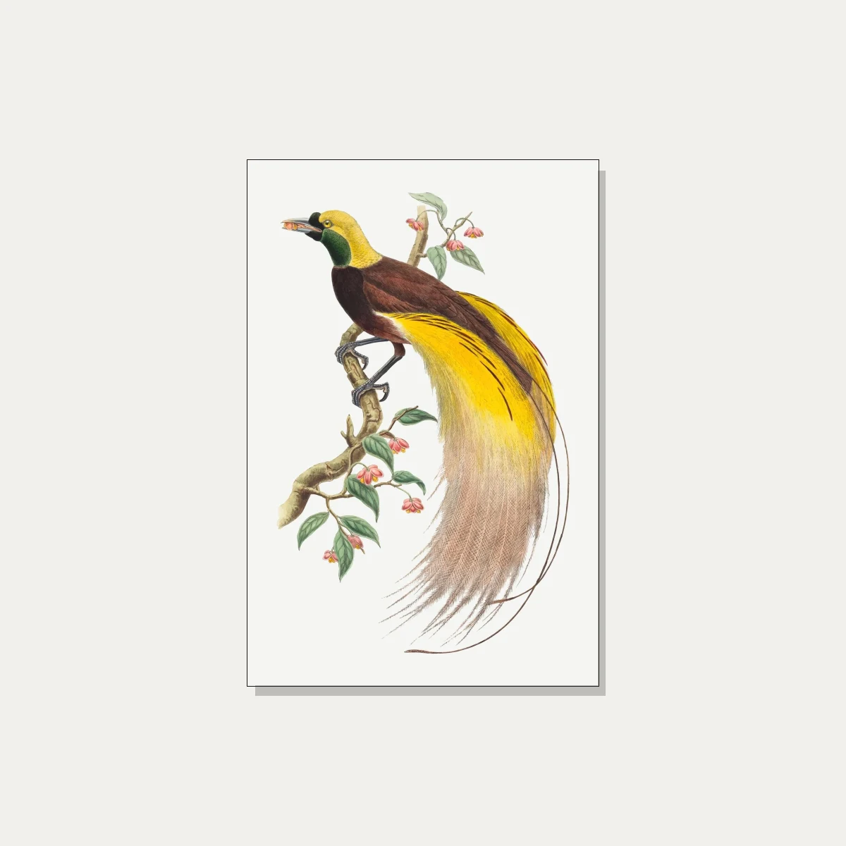 Vintage Bird of Paradise Illustration Canvas wall art print | PrintPosters.in